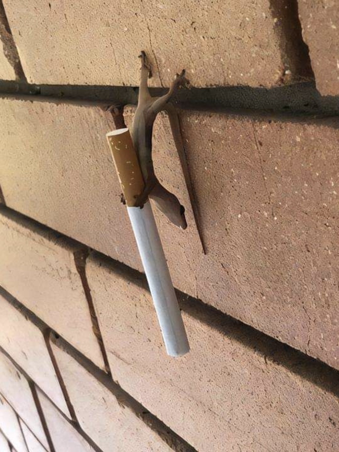 gecko carrying a cigarette